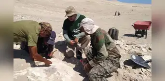 Paleontólogo peruano descubre los fósiles de una nueva especie de ave que vivía en las costas hace 20 millones de años Paleontólogo peruano descubre los fósiles de una nueva especie de ave que vivía en las costas hace 20 millones de años