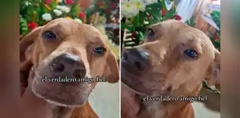 Perrito hace llorar a miles al verlo derramar lágrimas durante velorio de su dueña: “¡Qué dolor!”