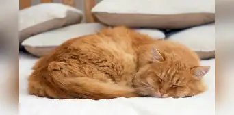 Los científicos ya saben por qué la mayoría de los gatos suelen dormir del lado izquierdo