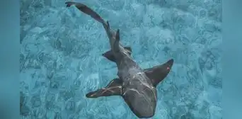 Científicos revelan que los tiburones estarían perdiendo sus dientes por la acidez del océano Científicos revelan que los tiburones estarían perdiendo sus dientes por la acidez del océano