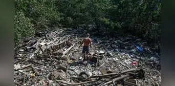 El programa brasileño para rastrear el ganado será vital para combatir la deforestación El programa brasileño para rastrear el ganado será vital para combatir la deforestación