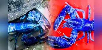 Langostas azules, el extraño fenómeno que sorprende a científicos de EE. UU.: solo una por cada dos millones Langostas azules, el extraño fenómeno que sorprende a científicos de EE. UU.: solo una por cada dos millones
