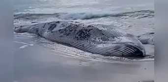 Enorme ballena de 15 metros muere tras quedar varada durante avistamiento de cetáceos en playa de Tumbes Enorme ballena de 15 metros muere tras quedar varada durante avistamiento de cetáceos en playa de Tumbes