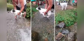 Hombre ayuda a su perrito a cruzar riachuelo sin mojarse y en redes bromean "Nadando por Bluetooth"