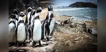 Construcción del penal El Frontón amenaza especies en peligro de extinción: proyecto afectaría refugio natural de aves marinas