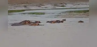 Hipopótamo vuelca embarcación en Costa de Marfil: hay 11 personas desaparecidas, entre ellas 1 bebé Hipopótamo vuelca embarcación en Costa de Marfil: hay 11 personas desaparecidas, entre ellas 1 bebé