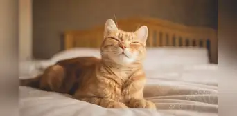 Los científicos revelan una técnica sencilla para lograr comunicarse con un gato Los científicos revelan una técnica sencilla para lograr comunicarse con un gato