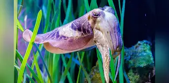 Científicos descubrieron que un animal marino puede ser tan inteligente como un niño de 4 años Científicos descubrieron que un animal marino puede ser tan inteligente como un niño de 4 años