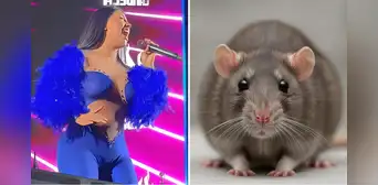 Kate Candela vive insólito momento en concierto tras aparición de una rata que detuvo todo el show: "¿De qué tamaño es?" Kate Candela vive insólito momento en concierto tras aparición de una rata que detuvo todo el show: "¿De qué tamaño es?"