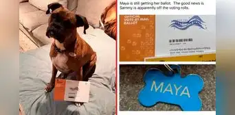 Estados Unidos: mujer acusada de registrar a su perro para votar podría ir 6 años a la cárcel