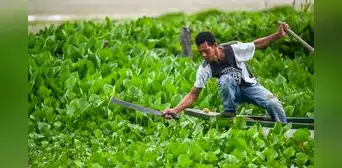 Colombia: una planta invasora que crece sin control amenaza con desaparecer un pueblo de pescadores