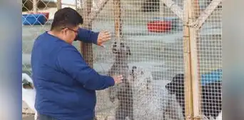Animalistas en Perú luchan contra el maltrato animal: albergues viven de donaciones por falta de apoyo del Gobierno Animalistas en Perú luchan contra el maltrato animal: albergues viven de donaciones por falta de apoyo del Gobierno