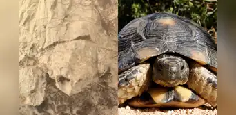 La NASA fotografía una roca con forma de "tortuga" en Marte y despierta nuevas teorías sobre la vida en el planeta rojo La NASA fotografía una roca con forma de "tortuga" en Marte y despierta nuevas teorías sobre la vida en el planeta rojo