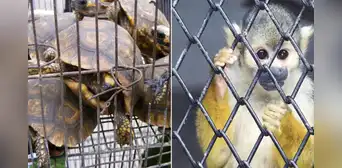Tráfico de fauna silvestre: así opera la mafia que vende monos y tortugas en pleno Centro de Lima