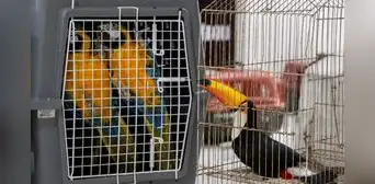 Brasil: realizan megaoperativo contra el tráfico de animales y rescatan tucanes, tortugas y monos