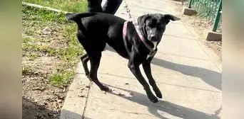 Negrita, la perrita que fue abandonada, atropellada y ahora busca una familia responsable Negrita, la perrita que fue abandonada, atropellada y ahora busca una familia responsable