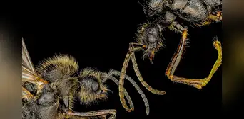 El animal que "rompe la biología reproductiva" al lograr clonar miembros masculinos de otra especie, según estudio El animal que "rompe la biología reproductiva" al lograr clonar miembros masculinos de otra especie, según estudio