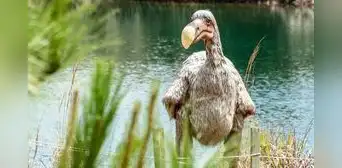 Científicos aseguran que el dodo, ave existinta hace 300 años, podría "revivir" en 2030 gracias a proyecto genético