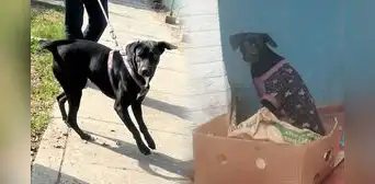 'Negrita', la perrita que fue abandonada y atropellada hoy está recuperada y busca a su próxima familia 'Negrita', la perrita que fue abandonada y atropellada hoy está recuperada y busca a su próxima familia