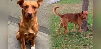 Buscan a "Caramelo", perrito de San Marcos: denuncian que fue raptado en los exteriores del campus de la UNMSM y abandonado en Acho