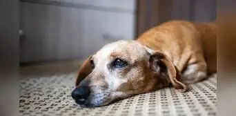 ¿Licencia por la muerte de tu mascota? Congreso propone proyecto que daría hasta tres días de ausencia