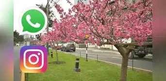 50 frases del Día de la Primavera en Perú: comparte estos mensajes bonitos HOY 23 de septiembre vía WhatsApp y Instragram 50 frases del Día de la Primavera en Perú: comparte estos mensajes bonitos HOY 23 de septiembre vía WhatsApp y Instragram