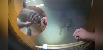 Perro es rescatado en un incendio en casa, pero antes guía a policía a que le ponga su correa en EEUU Perro es rescatado en un incendio en casa, pero antes guía a policía a que le ponga su correa en EEUU