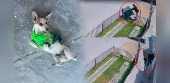 Delincuente roba casa de perrito policía mientras este patrullaba las calles en Chiclayo Delincuente roba casa de perrito policía mientras este patrullaba las calles en Chiclayo