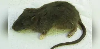 Perú vuelve a ser clave para la ciencia con el hallazgo de una nueva especie de roedor en lo profundo de su selva amazónica Perú vuelve a ser clave para la ciencia con el hallazgo de una nueva especie de roedor en lo profundo de su selva amazónica