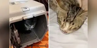 Buscan hogar y piden ayuda para tratamiento de gatito accidentado en San Martín de Porres: "Es un milagro que haya sobrevivido" Buscan hogar y piden ayuda para tratamiento de gatito accidentado en San Martín de Porres: "Es un milagro que haya sobrevivido"