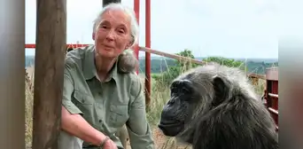 Muere Jane Goodall, la reconocida investigadora de la vida salvaje y defensora de los derechos animales, a los 91 años Muere Jane Goodall, la reconocida investigadora de la vida salvaje y defensora de los derechos animales, a los 91 años