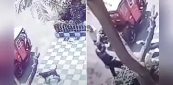 Delincuente dispara a perro que intentó defender a su dueño de un asalto en Comas Delincuente dispara a perro que intentó defender a su dueño de un asalto en Comas