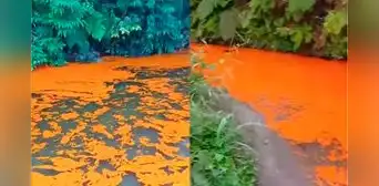 Emergencia ambiental en Ucayali: derrame de cisterna cargada de aceite de palma contamina río Huacamayo Emergencia ambiental en Ucayali: derrame de cisterna cargada de aceite de palma contamina río Huacamayo