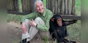 Jane Goodall, la mejor amiga de los chimpancés, y su paso por el Perú: una huella de inspiración y amor por la vida natural Jane Goodall, la mejor amiga de los chimpancés, y su paso por el Perú: una huella de inspiración y amor por la vida natural