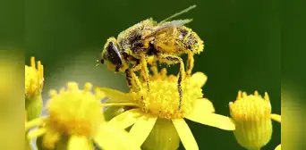 Científicos proponen utilizar el polen para resolver uno de los mayores problemas ambientales del planeta Científicos proponen utilizar el polen para resolver uno de los mayores problemas ambientales del planeta