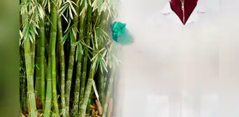 China quiere despedirse del plástico tradicional con una alternativa biodegradable y ultra resistente China quiere despedirse del plástico tradicional con una alternativa biodegradable y ultra resistente
