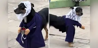 Perrito ‘devoto’ del Señor de los Milagros se roba miradas con su hábito morado: "Listo para la procesión" Perrito ‘devoto’ del Señor de los Milagros se roba miradas con su hábito morado: "Listo para la procesión"