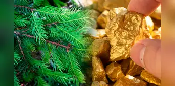 Científicos descubren la presencia de oro en las hojas puntiagudas de un árbol muy usado en navidad Científicos descubren la presencia de oro en las hojas puntiagudas de un árbol muy usado en navidad