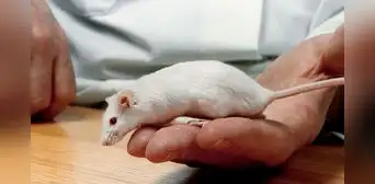 El COVID-19 podría provocar aumento de la ansiedad hereditaria, según estudio en ratones El COVID-19 podría provocar aumento de la ansiedad hereditaria, según estudio en ratones