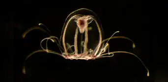La especie del mar ‘inmortal’ que es capaz de revertir su ciclo de vida indefinidamente La especie del mar ‘inmortal’ que es capaz de revertir su ciclo de vida indefinidamente