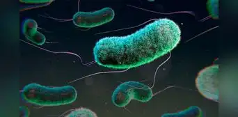 La OMS advierte el aumento de las bacterias resistentes a antibióticos comunes: más de un 40% en los últimos años