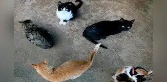 Ciudad española prohíbe adoptar gatos negros en Halloween para evitar ritos y malos tratos Ciudad española prohíbe adoptar gatos negros en Halloween para evitar ritos y malos tratos