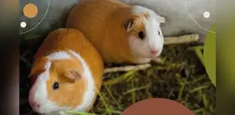 Más beneficios tributarios: Congreso insiste en ley para exonerar del IGV a la carne de cuy