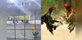 Gallo de pelea causa la muerte de su criador tras atacarlo durante una competencia en Barranca