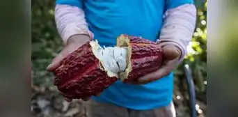 Huánuco: Precio del cacao cae a 16 soles tras bonanza de S/ 40.00 por kilo Huánuco: Precio del cacao cae a 16 soles tras bonanza de S/ 40.00 por kilo