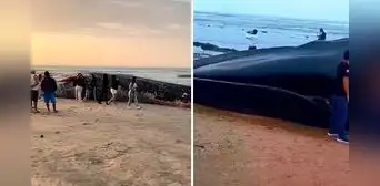 Inmenso cadáver de una ballena azul aparece en balneario de Punta Mero, en Tumbes: vecinos advierten que cetáceo empieza a hincharse