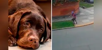 Captan a jardinero como presunto responsable del envenenamiento y muerte de mascotas en parques de San Isidro Captan a jardinero como presunto responsable del envenenamiento y muerte de mascotas en parques de San Isidro