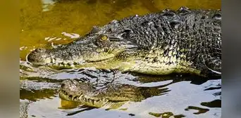Australia: cocodrilo se metió a la piscina de un lujoso hotel y causó sorpresa entre los huéspedes