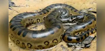 Tragedia en Loreto: anaconda gigante mata a comunero mientras trabajaba en plena selva amazónica Tragedia en Loreto: anaconda gigante mata a comunero mientras trabajaba en plena selva amazónica