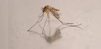 Por primera vez se detectan mosquitos en Islandia, uno de los pocos lugares libres de ellos Por primera vez se detectan mosquitos en Islandia, uno de los pocos lugares libres de ellos